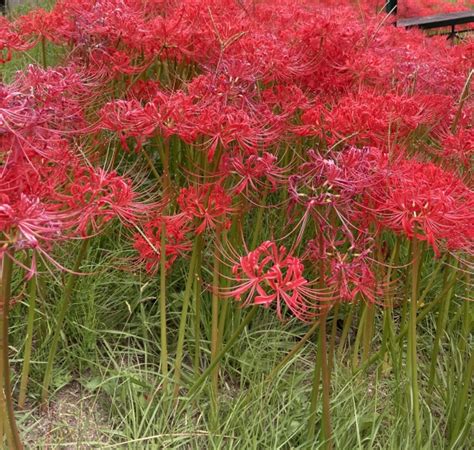 彼岸花 開花|彼岸花（ヒガンバナ）ってどんな花？別名や赤・黄色・白の花言。